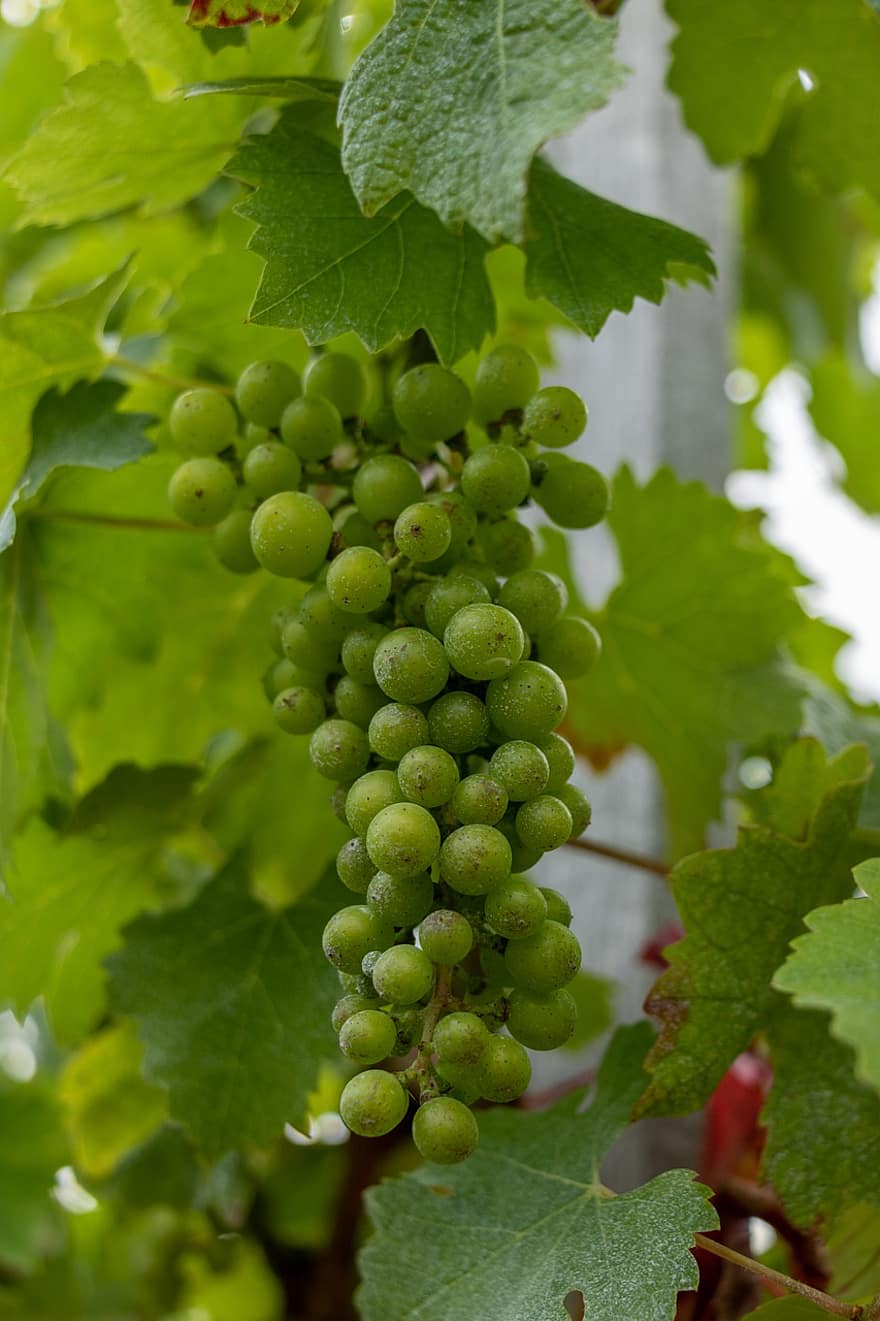 Grapes, Grapevine, Vineyard, Fruits, Nature, Agriculture, France, Medoc, Viticulture, grape, leaf