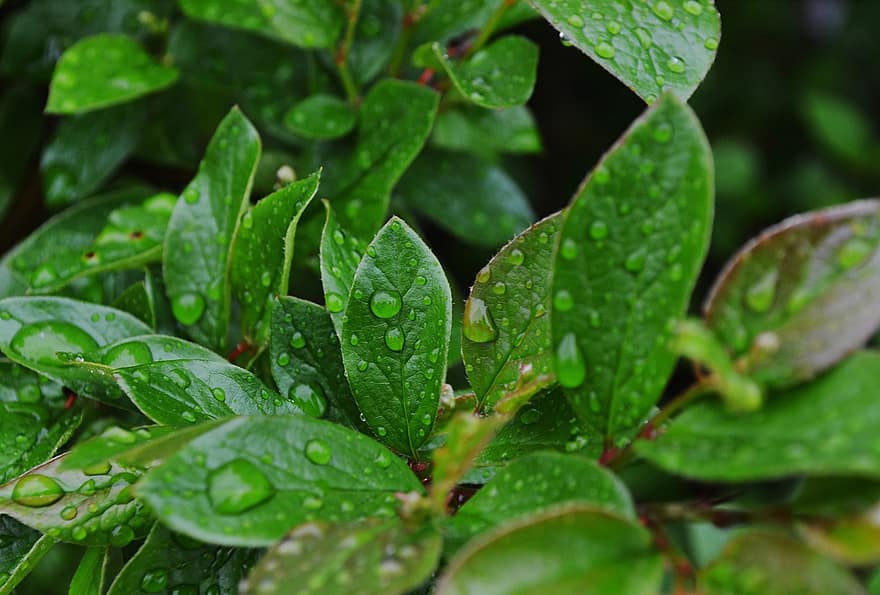 Leaves, Plant, Dew, Wet, Dewdrops, Foliage, Green, Branch, Nature, Raindrops