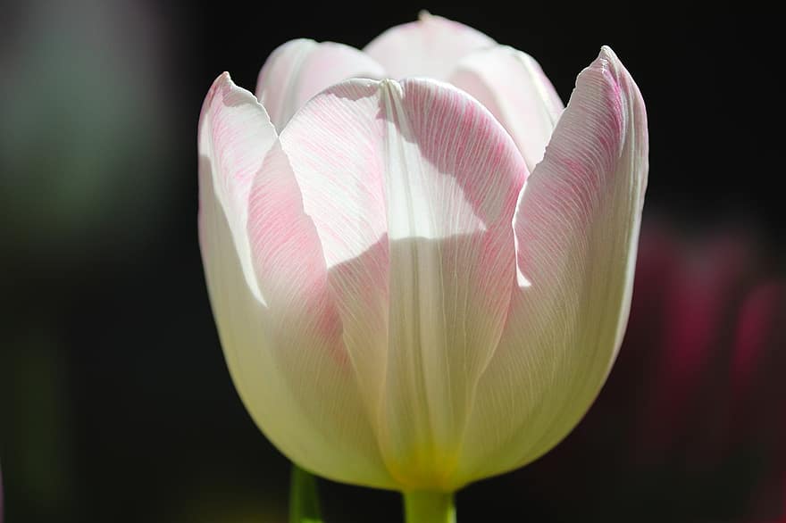 tulipán, flor, pétalos, pétalos de tulipán, floración, flora, planta, naturaleza, pétalo, cabeza de flor, de cerca