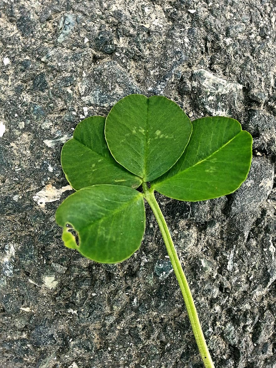 la chance, trèfle à quatre feuilles, porte-bonheur, trèfles, vierblättrig, vert, Klee, symbole, la nature, trèfle, Irlande
