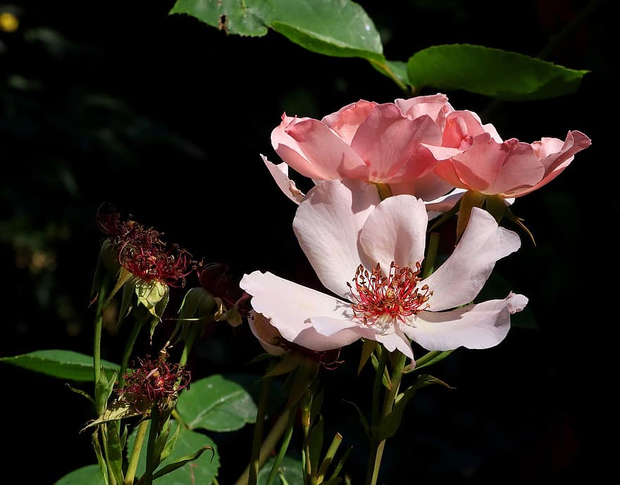 rose canine, fiori, rosa canina, fioritura, fiorire, flora, petali