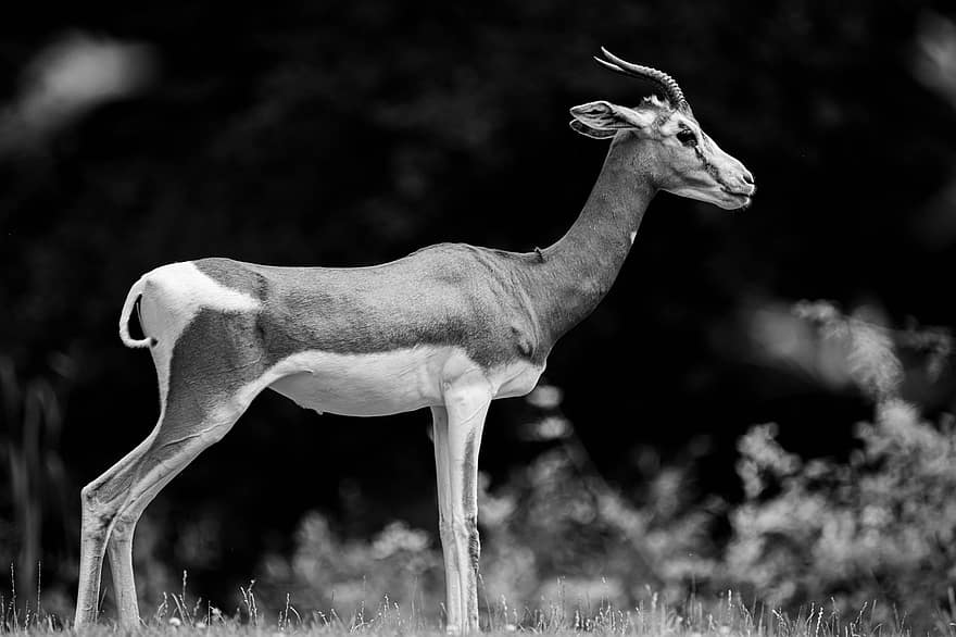 Gazelle, Africa, Antelope, Safari, Impala, Animal, Wildlife, Horns, Nature, Springbok, Deer