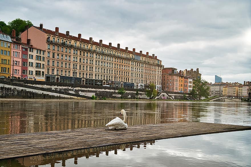 Lyon, Saône, River, Swan, Dock, Wharf, Water, Reflection, Buildings, City, Urban