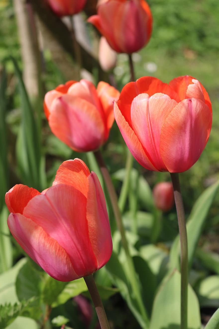 Hoa tulip, những bông hoa, cây, cánh hoa, hoa tulip hồng, những bông hoa mùa xuân, mùa xuân, hoa, Thiên nhiên, vườn