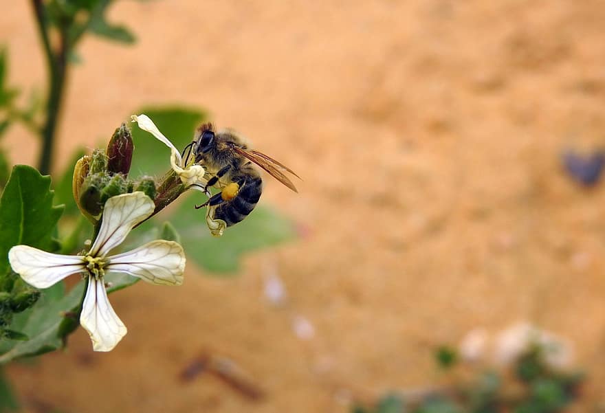 abelha, flores, Foguete de jardim, Rúcula, inseto, polinização, Flor branca, plantar, jardim, natureza, macro