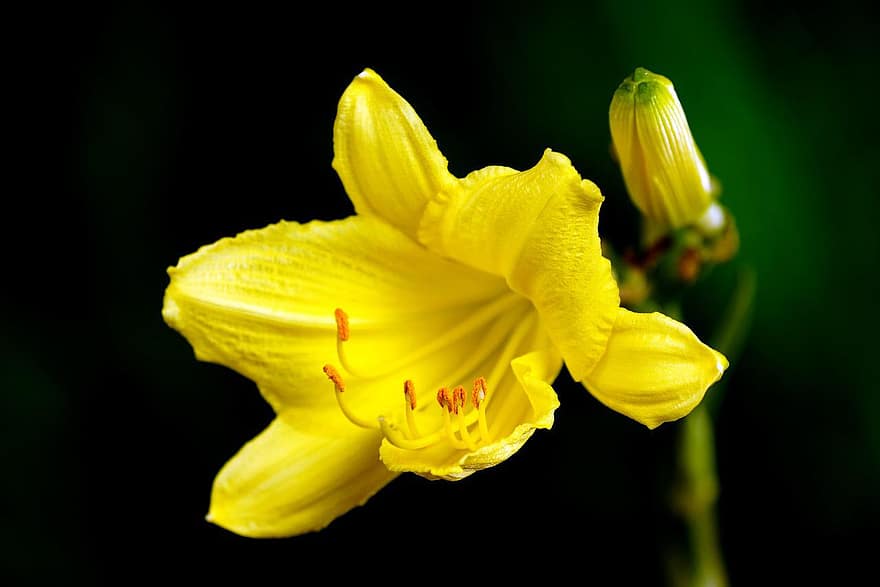 лилия, цвете, жълто цвете, пестик, листенца, жълти венчелистчета, разцвет, цвят, растение, флора, природа
