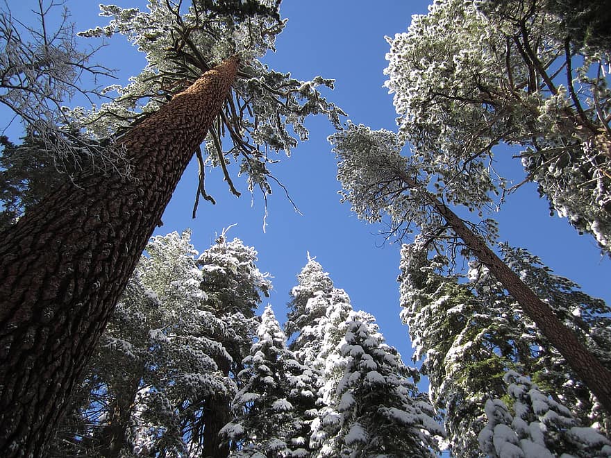 des arbres, canopée, neige, forêt, conifère, séquoia, hiver, les bois, la nature, Yosemite