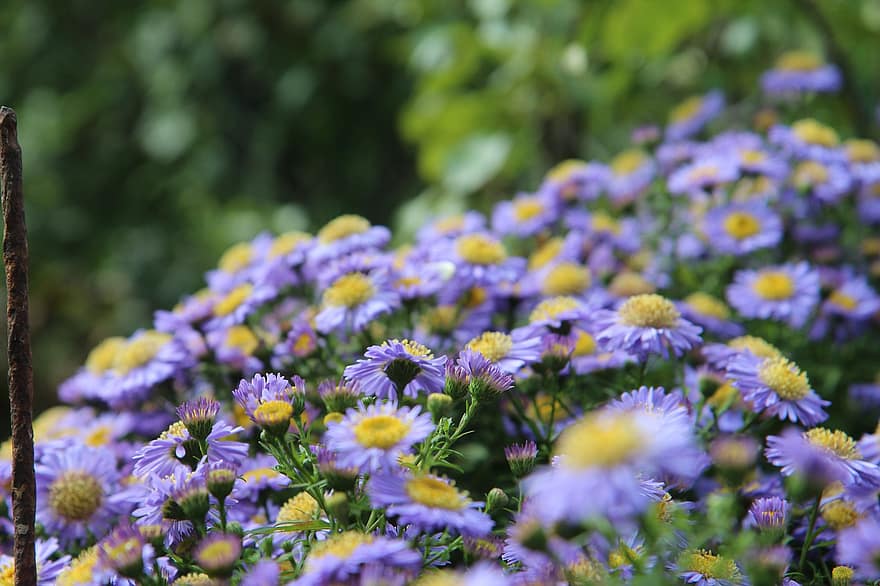 asters, blomster, lilla asters, kronblade, lilla kronblade, lilla blomster, flor, blomstre, flora, planter, have