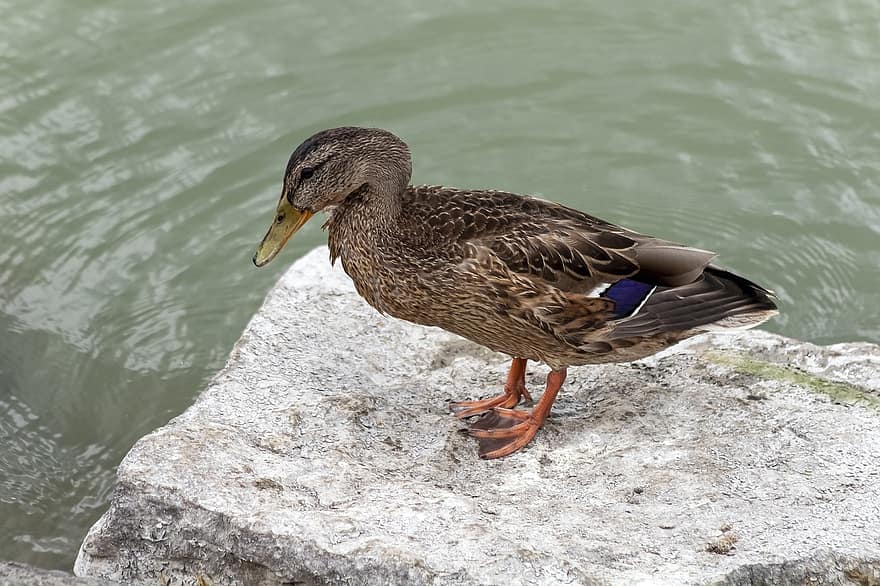 Rouen Duck, stein, innsjø, and, fugl, vannfugler, vannfugl, akvatisk fugl, dyr, vann