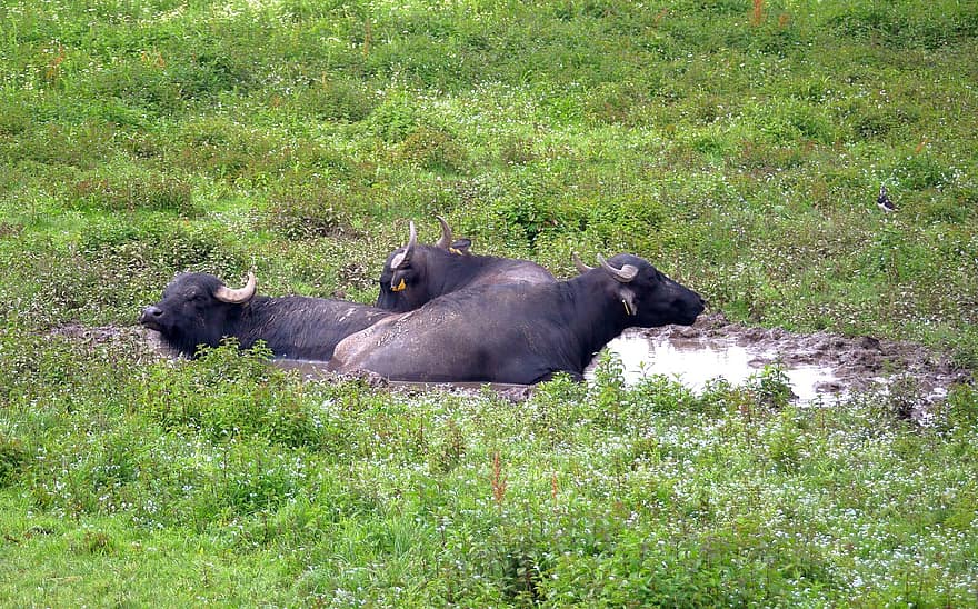 búfalo Marinho, animais, Prado, chafurdar, poça, pecuária, búfalo, mamíferos, reno mais baixo, rural, natureza