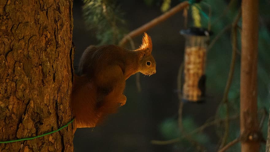 Squirrel, Animal, Tree, Rodent, Wildlife, Trunk, Wood, Forest, Nature, animals in the wild, cute
