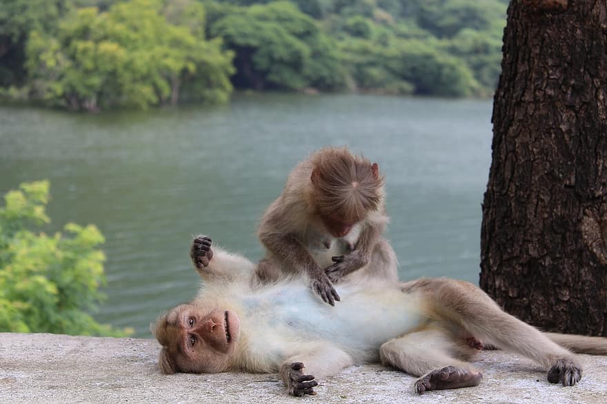 micos, primats, simis, parella, animals, mamífers, salvatge