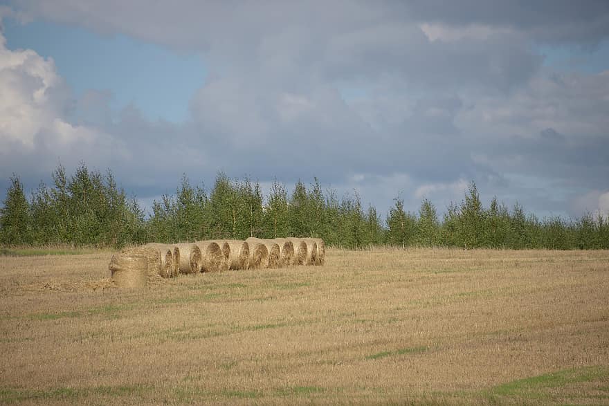 Rick, Hay, Field, Meadow, Trees, Dry, Harvest, Summer, Nature, rural scene, agriculture