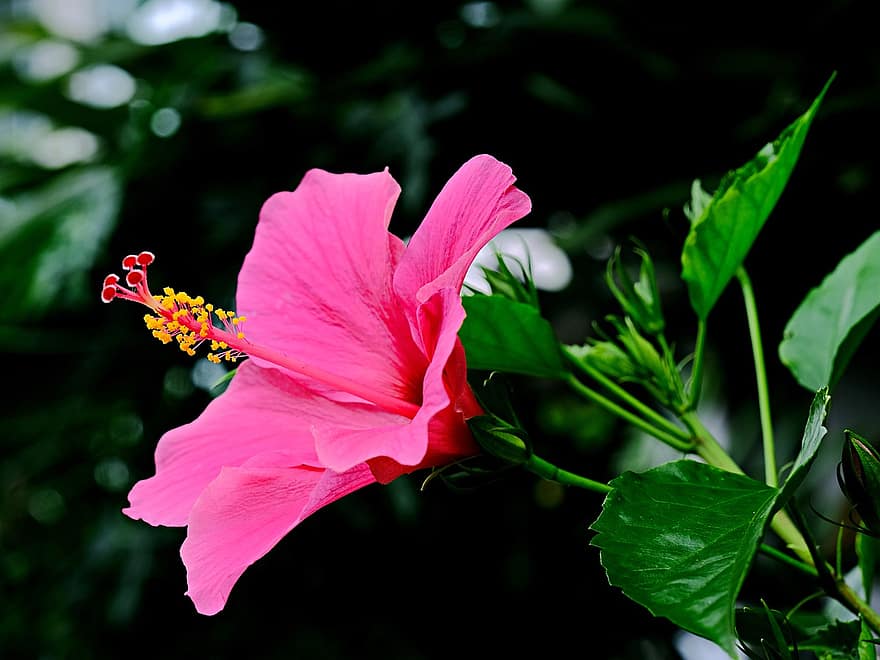 Flower, Hibiscus, Flora