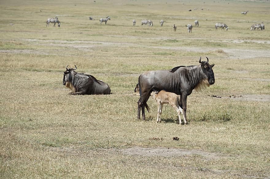 linh dương đầu bò, Cái xô, động vật có vú, động vật, safari, Thiên nhiên, vườn bách thú, động vật hoang dã, hoang dã
