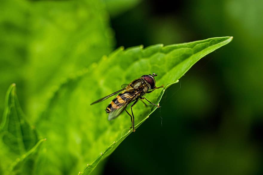 แมลง, กีฏวิทยา, hoverfly, สวน, พฤกษา, บิน, แมโคร, ใกล้ชิด, สีเขียว, ฤดูร้อน, ปลูก