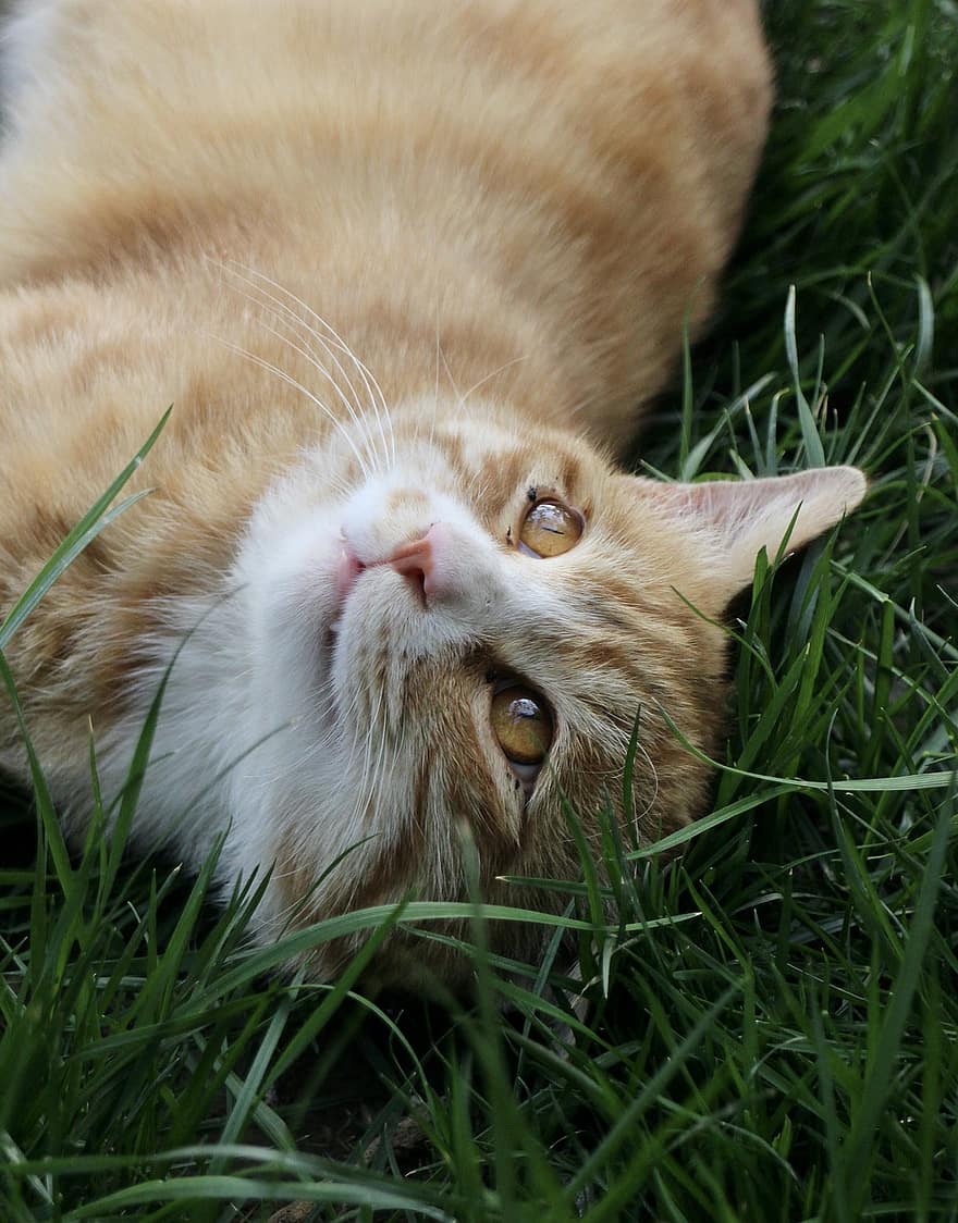 кошка, кошачий, домашнее животное, животное, трава, милый, оранжевый кот, полосатый кот, Китти, на открытом воздухе, домашние питомцы