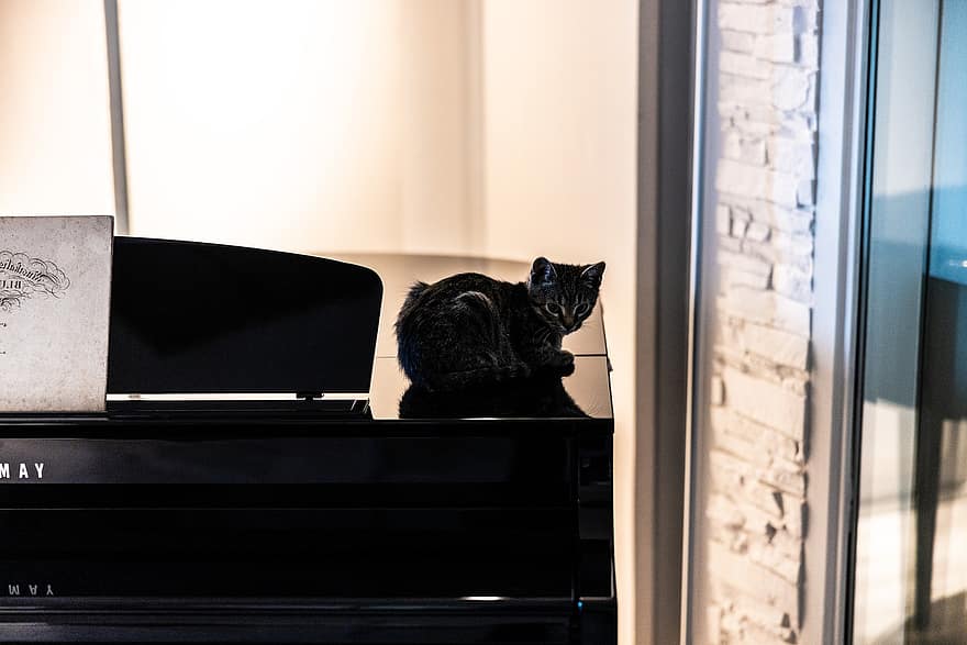 piano, gatito, mascota, animal