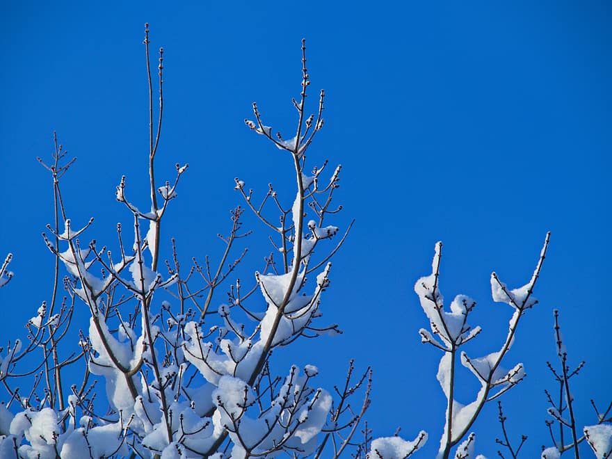 снег, ветви, дерево, зима, мороз, время года, прохладно, Погода, фон, холодно, на открытом воздухе