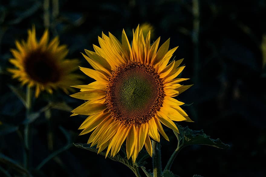 دوار الشمس ، زهرة ، الأصفر ، بتلات ، النباتات