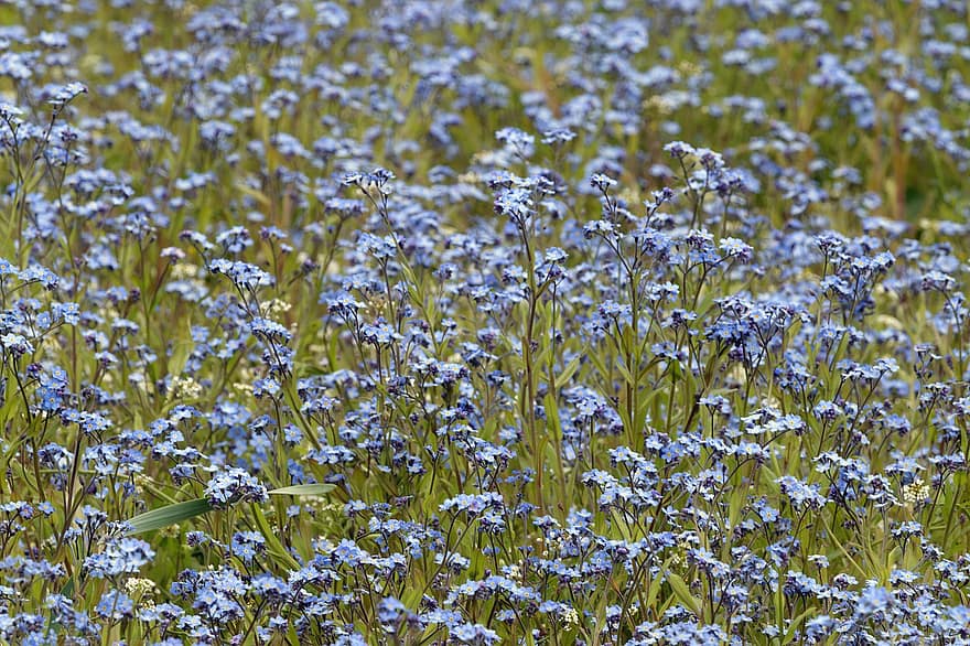 Blumen, kleine Blumen, blaue blumen, Wiese, Feld, Blumenfeld, Blumenwiese, blühen, Flora, Blumenzucht, Gartenbau
