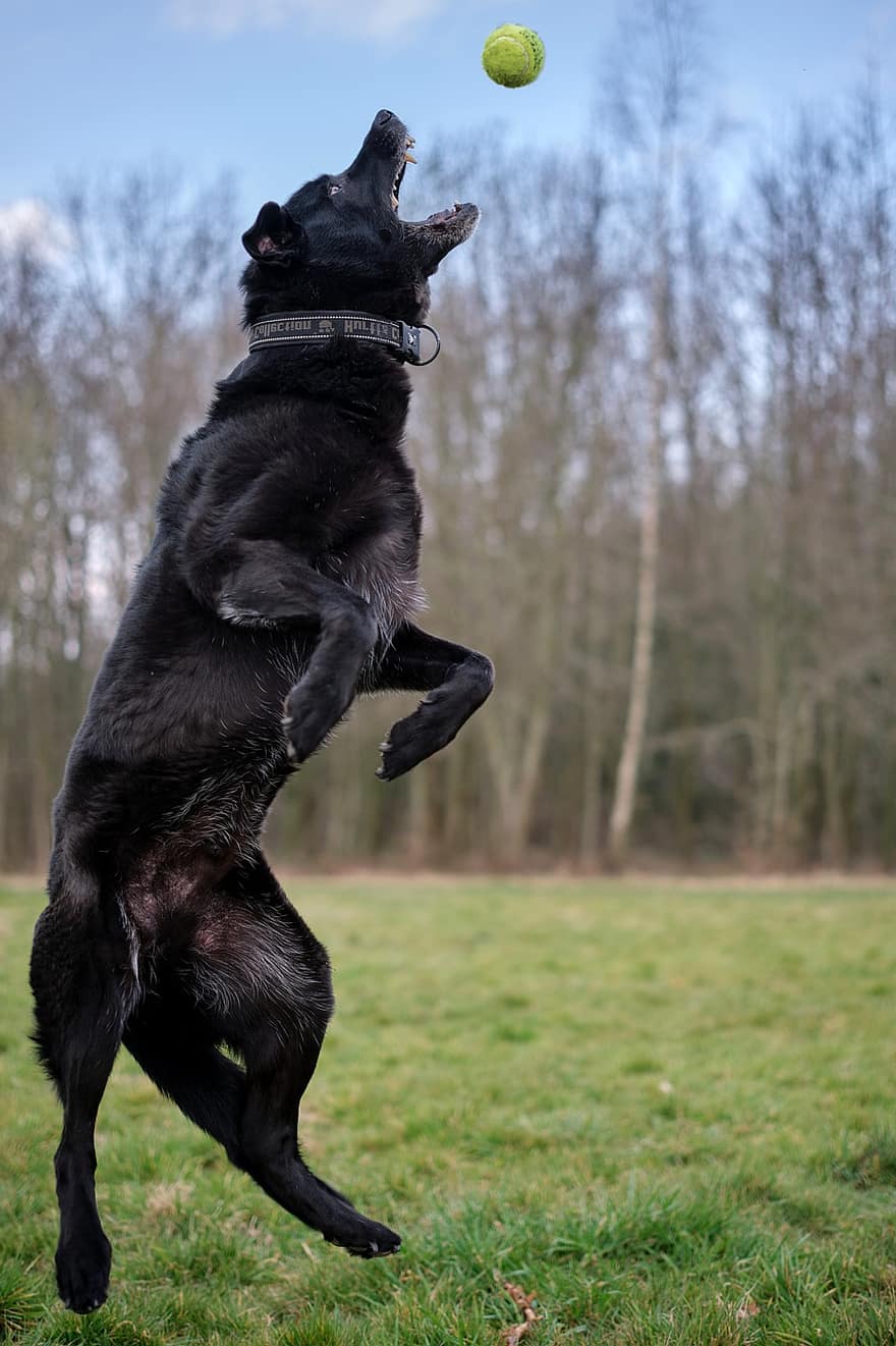 gos, pilota, saltar, acció, agafar, jugar, mascota, Labrador, pilota de tennis, mascotes, caní