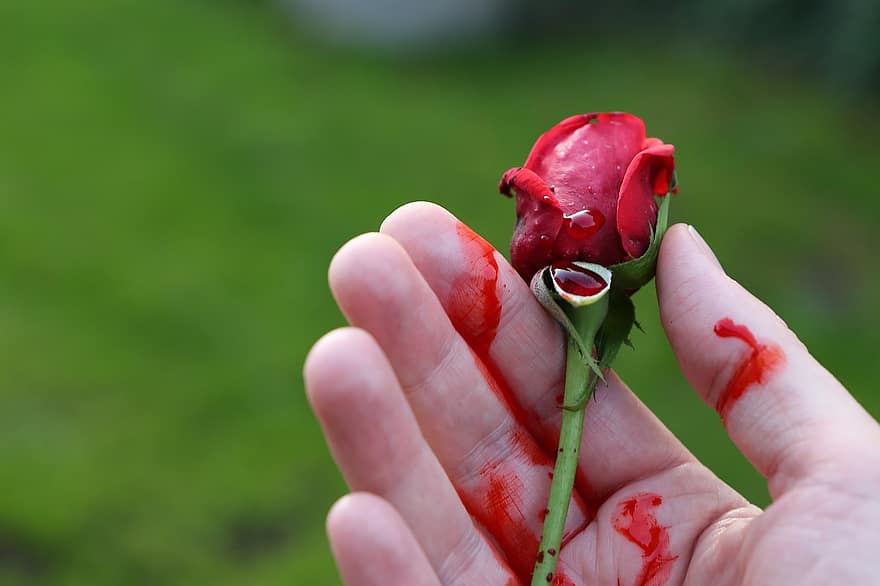 Krwawa Róża, dłoń, głębokie emocje, smutny, tragedia, smutek, przerażenie, krew, pamiętanie, Aksamitna Róża, sztuczna krew