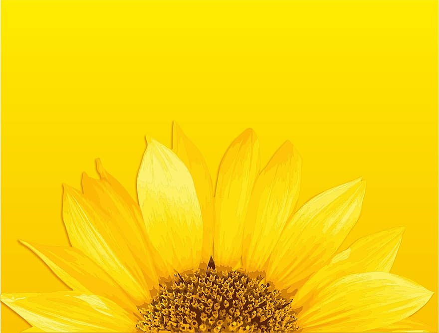 해바라기, 추상, 봄, 색깔, 화려한, 꽃, 식물, 꽃들, 연결 경쟁, 황색의 봄, 노란 꽃