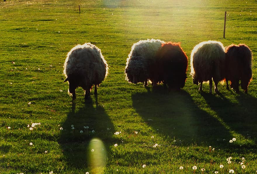 Sheep, Animals, Pasture, Grazing, Lamb, Mammals, Livestock, Wool, Grass, Farm, Meadow