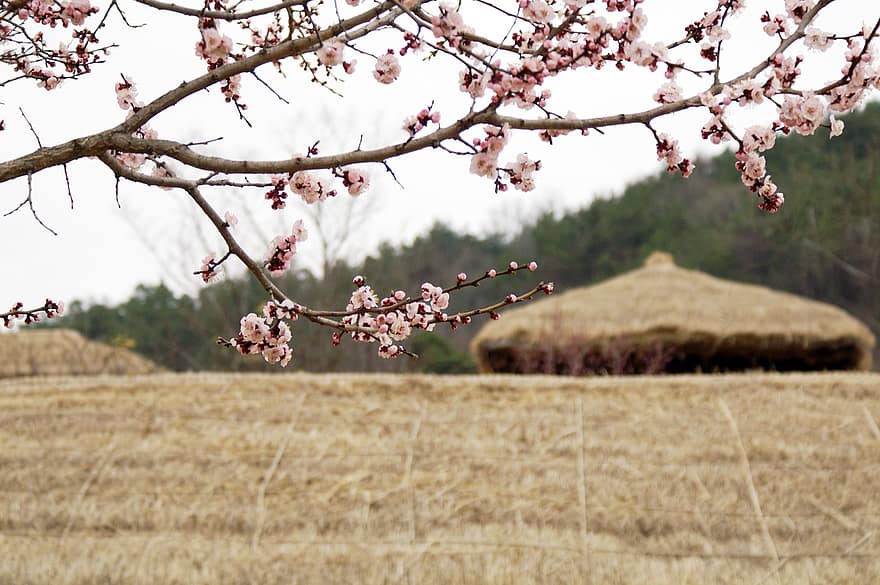 Flowers, Tree, Thatch Roofed Hose, Plum Blossom, Spring, Nature, Spring Flowers, Republic Of Korea