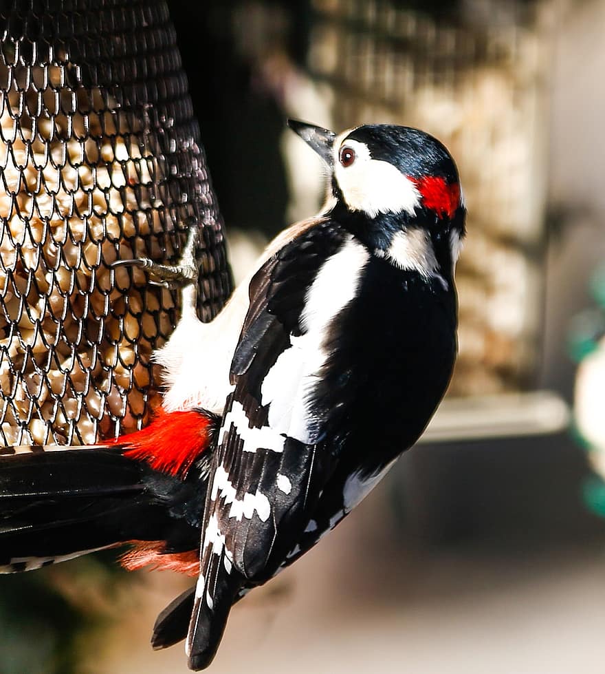 Bird, Woodpecker, Ornithology, Species, Fauna, Avian, Animal, Feed, Bird Food, feather, beak