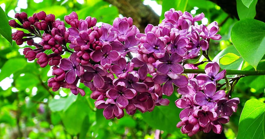 ungu, bunga-bunga, semak, bunga ungu, kelopak, kelopak ungu, berkembang, mekar, flora, taman, tanaman