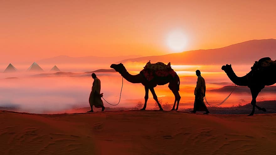 kameler, solnedgang, ørken, reisende, Egypt, dyr, dyner, sand, sanddyner, sahara, landskap