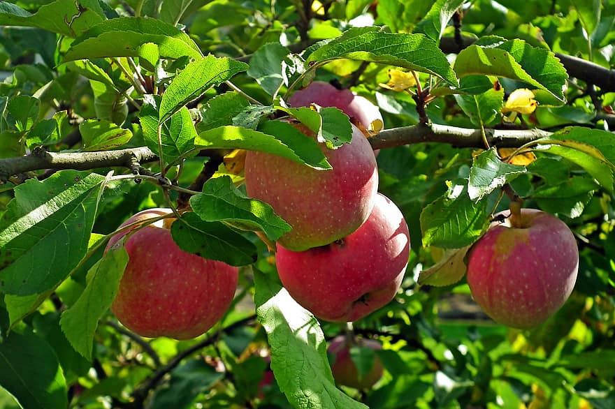appels, fruit, tak, rode appels, voedsel, biologisch, bladeren, gebladerte, boom, fabriek, natuur