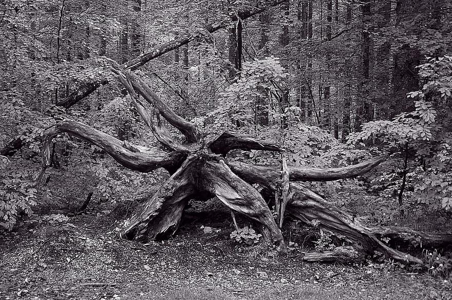 Какой корень лесов. Корни в лесу. Великие корни в лесу мотыльков. Под корни в лесу. Под корни в лесу Якутии.