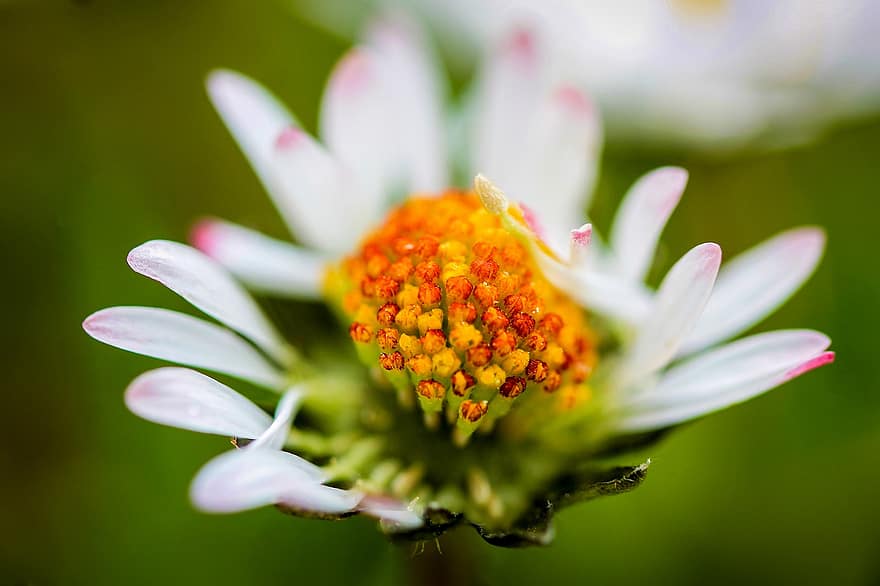 daisy, blomma, vår, kronblad, pollen, vit tusensköna, vit blomma, vita kronblad, natur, flora, närbild
