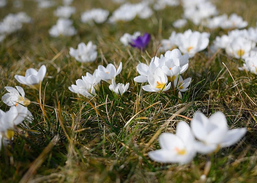 Crocus, Flowers, Plants, White Flowers, Bloom, Flora, Spring, Meadow