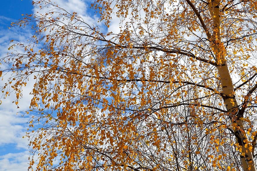 tree, birch, leaves