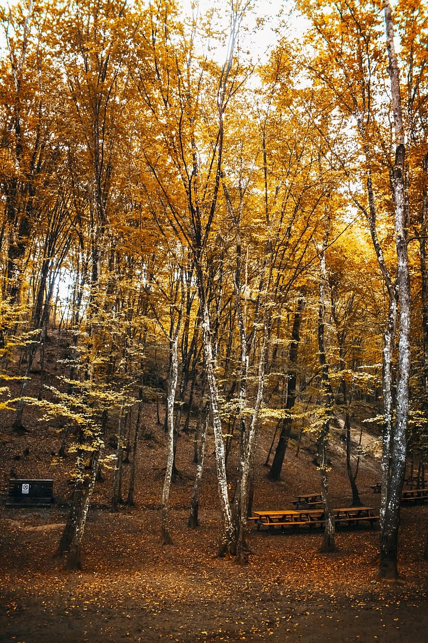 podzim, stromy, les, žluté listy, listy, podzimní listy