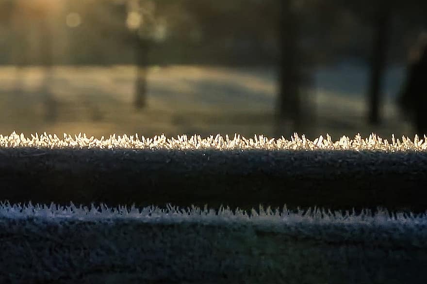 Frost, Park, Sunlight, Frozen, Hoarfrost, Ice, Ice Crystals, Snow, Winter, Cold, Mood