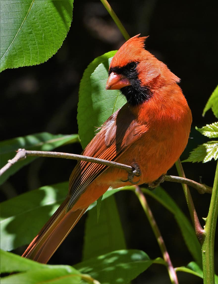 Bird, Redbird, Cardinal, Songbird, Wildlife, Perched, Feathers, Northern, Portrait, Male, Beak