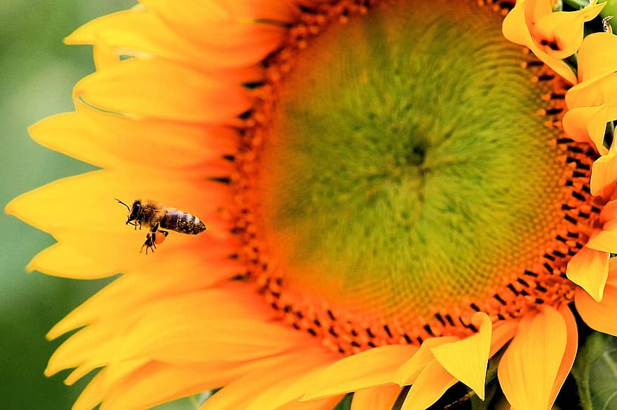 bunga matahari, mekar, berkembang, serangga, lebah, musim panas, menanam