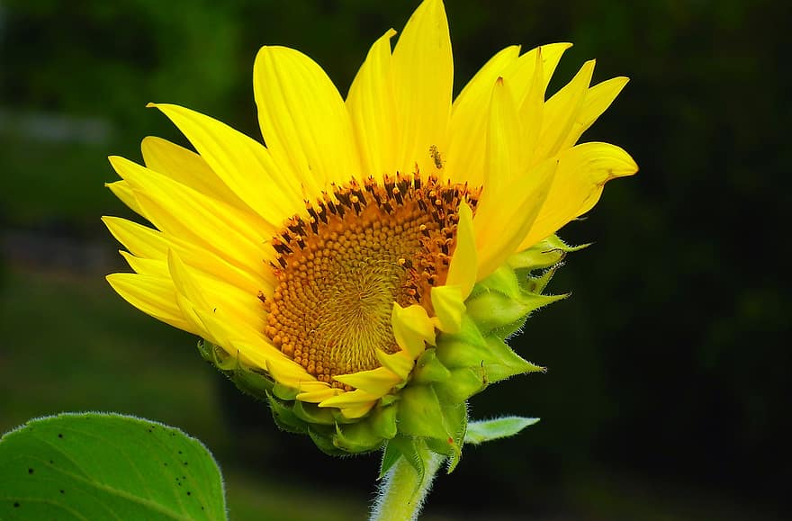Sunflower, Flower, Garden, Yellow Flower, Petals, Bloom, Blossom, Flowering Plant, Ornamental Plant, Plant, Flora
