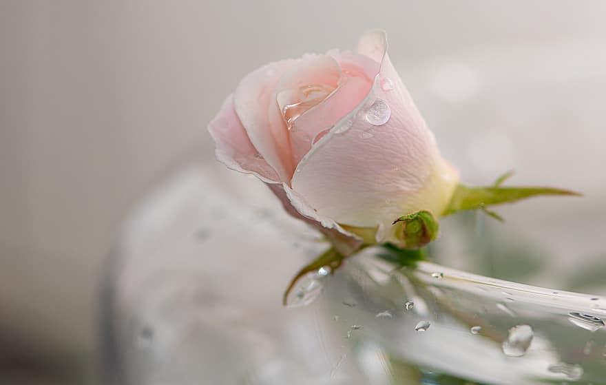 троянда, рожева квітка, краплі води, делікатний, макрос, Прозора ваза, Тонкі лінії, розслабляючий, цукеркові кольори, внутрішній світ, інтимний