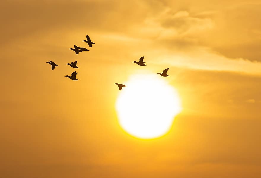 bebek, kawanan, penerbangan, matahari terbenam, matahari, langit, mallards, burung-burung, tagihan, unggas, bulu burung