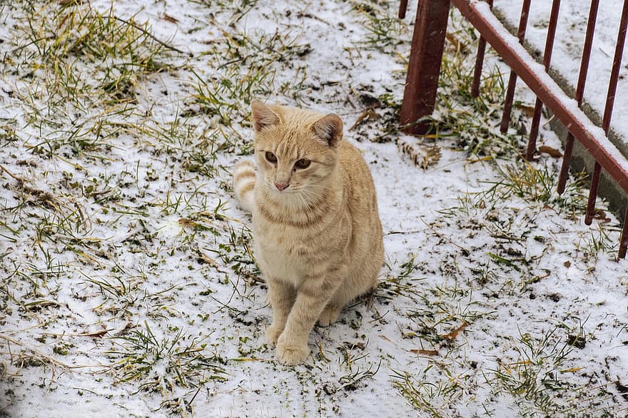 แมว, ฤดูหนาว, ลูกแมว, กองทุน, ของแมว, สัตว์, เลี้ยงลูกด้วยนม, ขน, หิมะ, รั้ว, สัตว์เลี้ยง