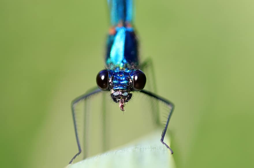 Banded Demoiselle, Insect, Odonata, Winged Insect, Macro, Animal World, Fauna, Macro Photography, Nature, Flight Insect, Close Up