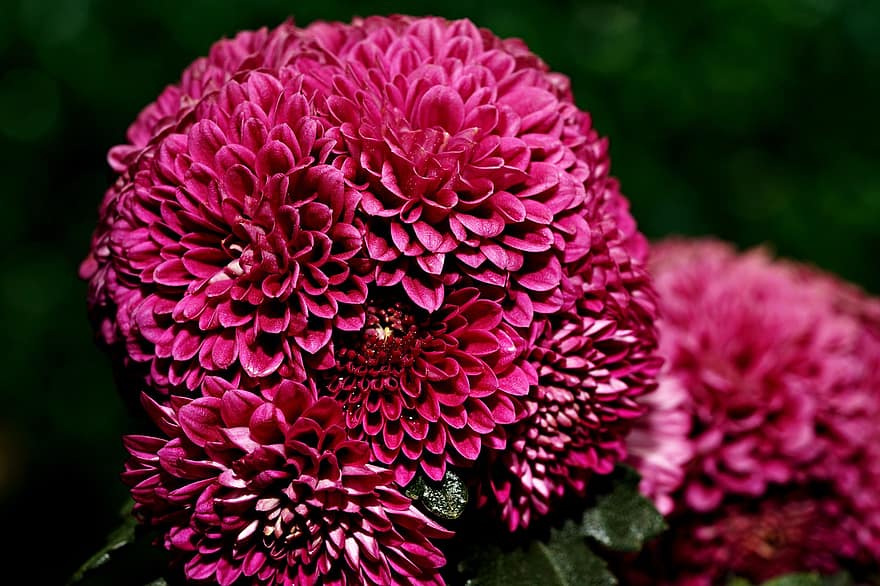 Dahlias, Pink Dahlias, Pink Flowers, Flowers, Garden, Flora, close-up, plant, flower, leaf, petal