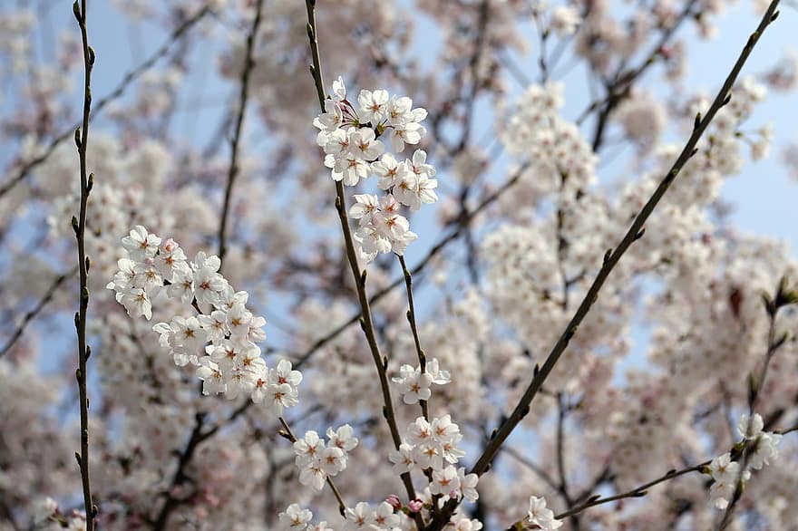 cseresznye virágok, Sakura, virágok, természet, bezár, tavaszi, ág, tavasz, virág, évszak, fa