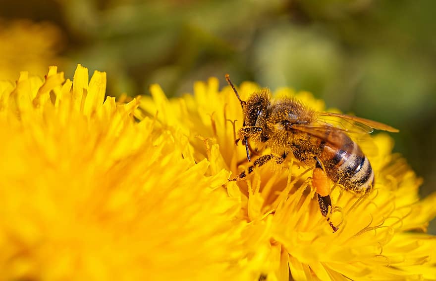 Pxklimatinė reakcija, bičių, gėlė, makro, apdulkina, žiedadulkių, apdulkinimas, sparnuotas vabzdis, vabzdys, gyvūnas, žiedas